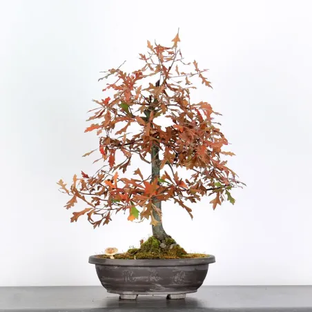 Bonsai Pedunculate Oak (Quercus Robur) CHR-1-6