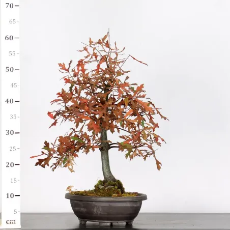 image supplémentaire - OAK BONSAI "QUERCUS CERRIS"...