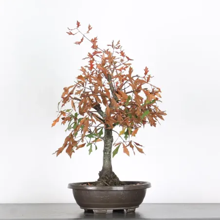 Pedunculate Oak Bonsai (Quercus Robur) CHR-1-8