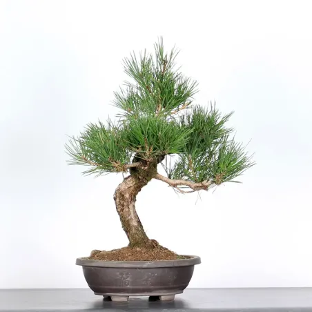 BONSAI PINUS THUNBERGII 1-1