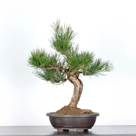 image supplémentaire - BONSAI PINUS THUNBERGII 1-1