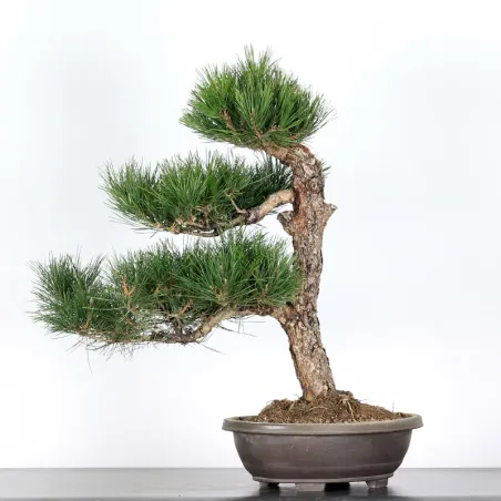 PIN NOIR "PINUS THUNBERGII" 1-9