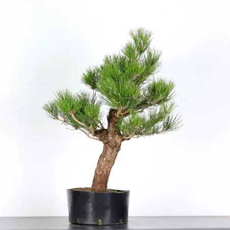 PIN NOIR "PINUS THUNBERGII" 1-15