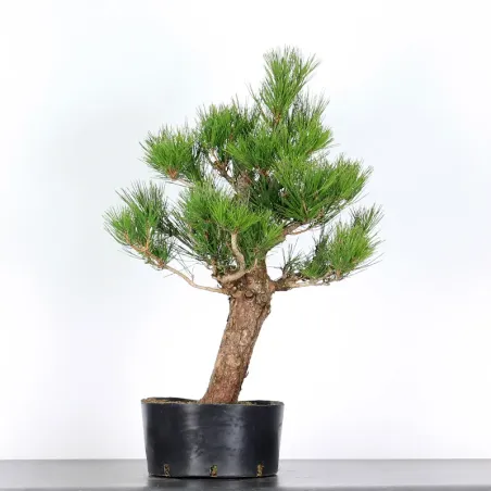 image supplémentaire - PIN NOIR "PINUS THUNBERGII"...