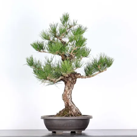 PIN NOIR "PINUS THUNBERGII" 2-7