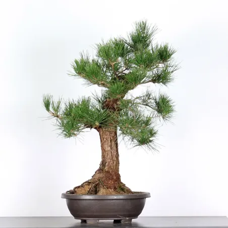 PIN NOIR "PINUS THUNBERGII" 2-9