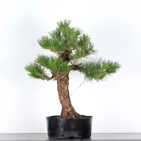 BONSAI PINUS THUNBERGII 2-11