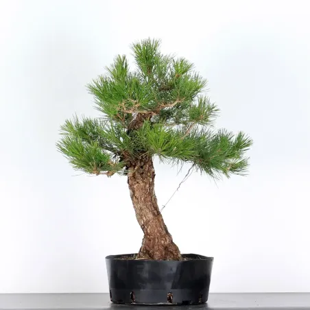 image supplémentaire - PIN NOIR "PINUS THUNBERGII"...