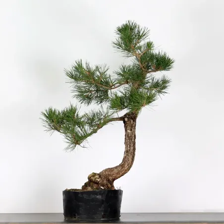 PIN NOIR "PINUS THUNBERGII" 2-13