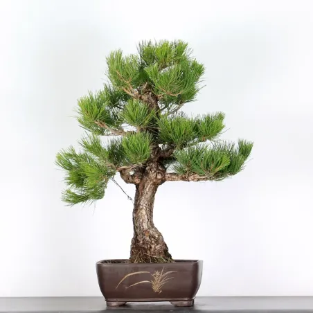 PIN NOIR "PINUS THUNBERGII" 3-2