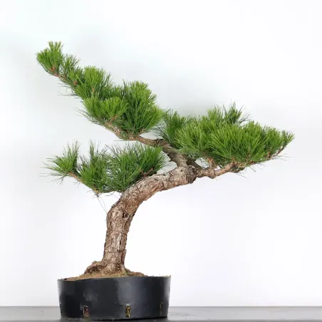 PIN NOIR "PINUS THUNBERGII" 3-3