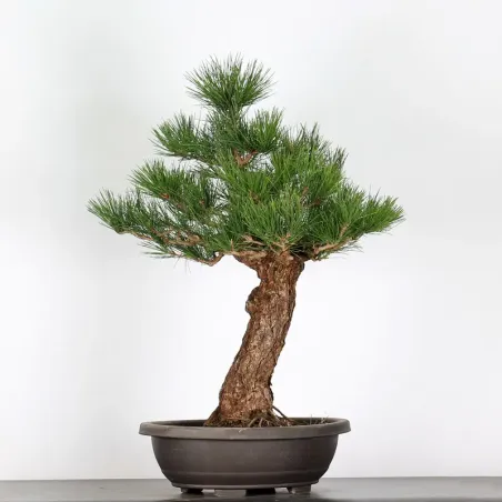 BONSAI PINUS THUNBERGII 3-5