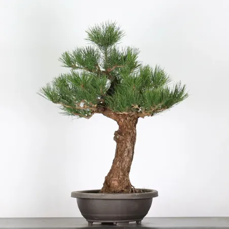 image supplémentaire - BONSAI PINUS THUNBERGII 3-5