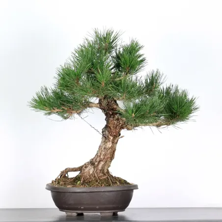 BONSAI PINUS THUNBERGII 1-2