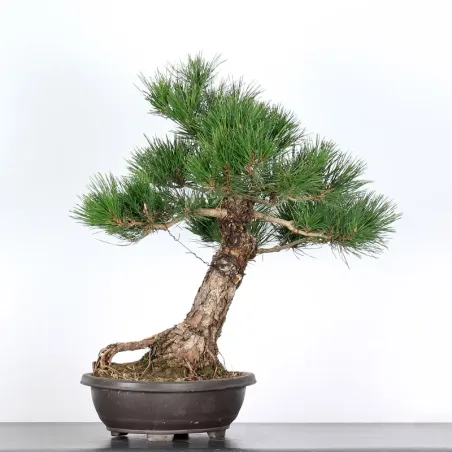 image supplémentaire - BONSAI PINUS THUNBERGII 1-2