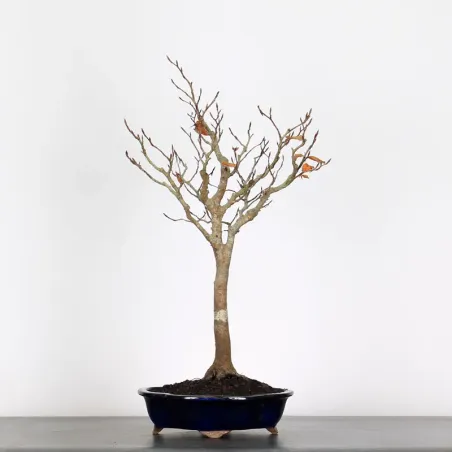 Bonsai Hêtre H-1-3