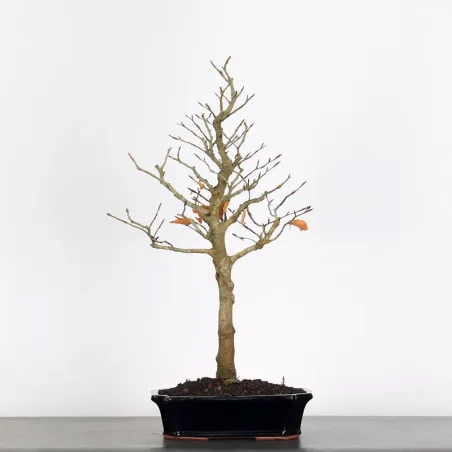 HÊTRE "FAGUS SYLVATICA" 1-4