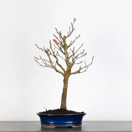 Bonsai Hêtre H-1-5