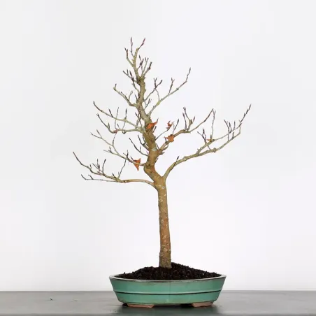 Bonsai Hêtre H-1-6