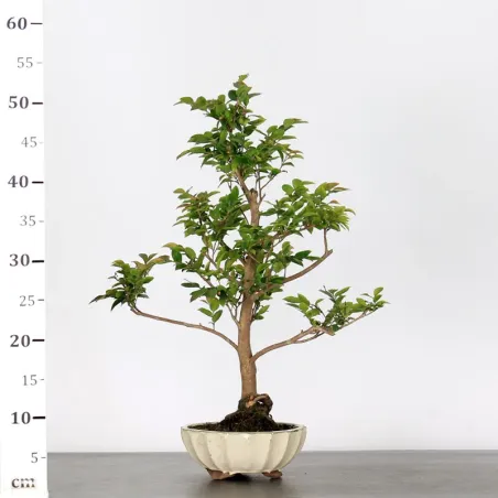 image supplémentaire - CAMELLIA TRANSNOKOENSIS 6-7