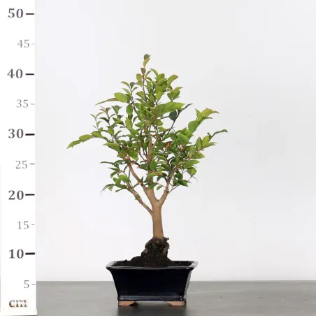 image supplémentaire - CAMELLIA TRANSNOKOENSIS 6-10