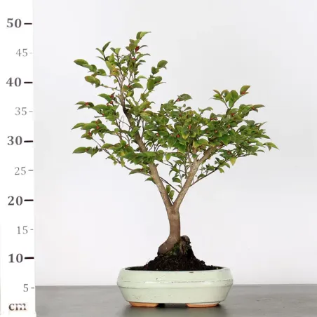 image supplémentaire - CAMELLIA TRANSNOKOENSIS 6-13