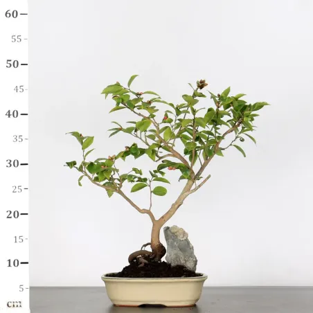 image supplémentaire - CAMELLIA TRANSNOKOENSIS 7-1