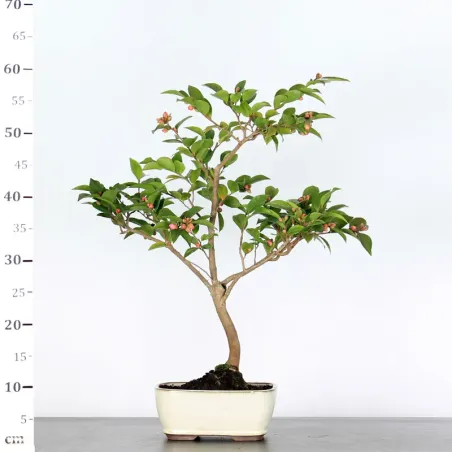 image supplémentaire - CAMELLIA TRANSNOKOENSIS 7-3