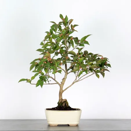 CAMELLIA TRANSNOKOENSIS 7-4