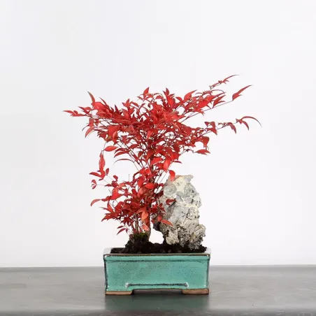 Bonsai Nandina "bambou sacré"