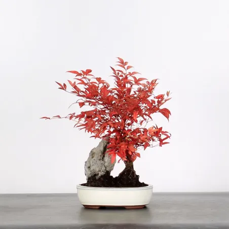 Bonsai Nandina "Bambou Sacré"