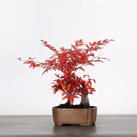 Bonsai Nandina "Bambou Sacré"