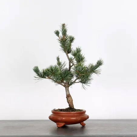 Bonsai Pine Pentaphylla PP-1-3