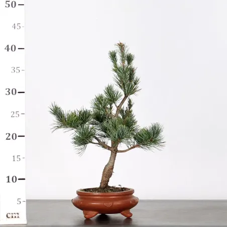 image supplémentaire - BONSAI PINUS PENTAPHYLLA 1-3