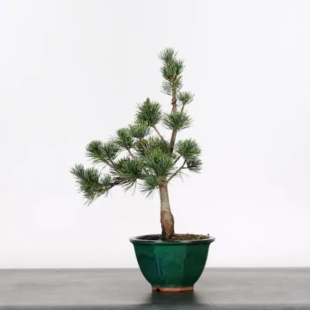 Bonsai Pin Pentaphylla PP-1-5