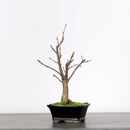 BONSAI TILLEUL "TILIA" 1-5