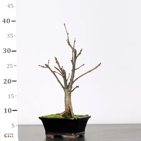 image supplémentaire - BONSAI TILLEUL "TILIA" 1-5