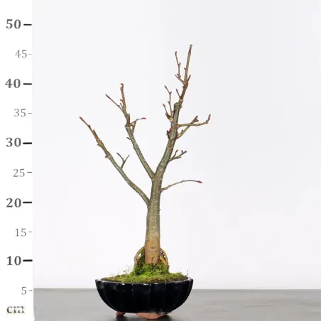 image supplémentaire - BONSAI TILLEUL "TILIA" 1-8