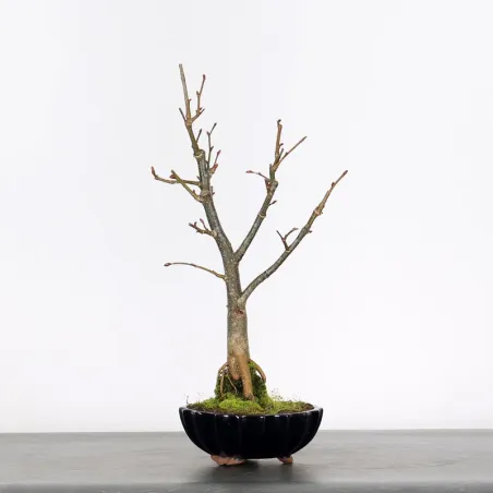 BONSAI TILLEUL "TILIA" 1-8