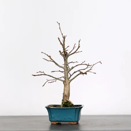 BONSAI LINDEN "TILIA" 1-9