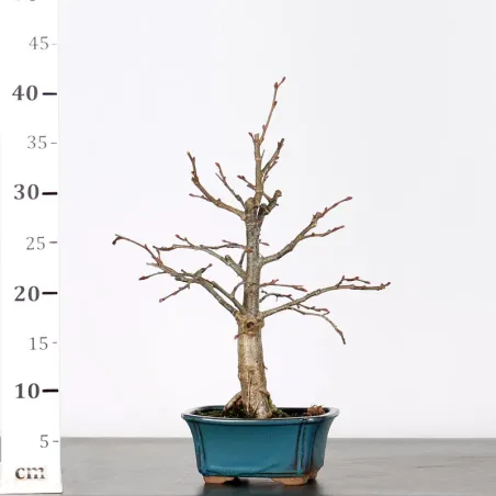 image supplémentaire - BONSAI LINDEN "TILIA" 1-9