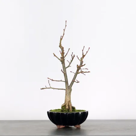 BONSAI TILLEUL "TILIA" 1-10