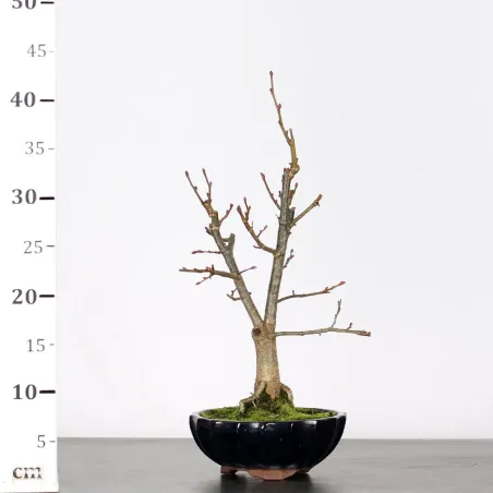 image supplémentaire - BONSAI TILLEUL "TILIA" 1-10