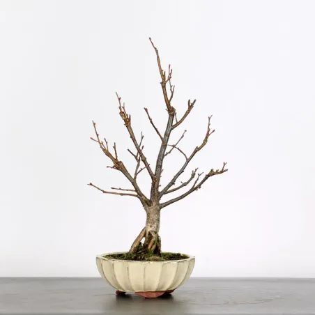 BONSAI TILLEUL "TILIA" 1-11