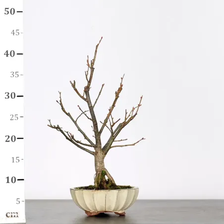 image supplémentaire - BONSAI LINDEN "TILIA" 1-11