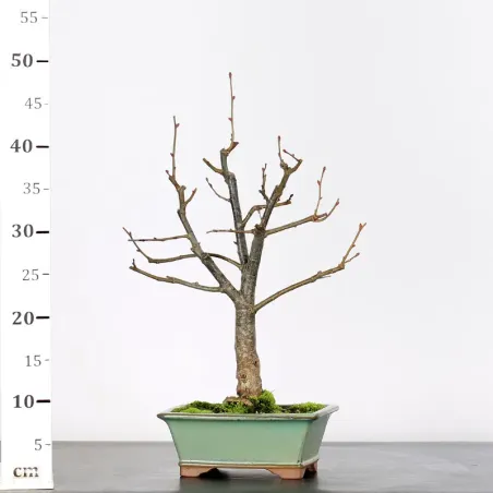 image supplémentaire - BONSAI LINDEN "TILIA" 1-14