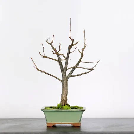 BONSAI LINDEN "TILIA" 1-14