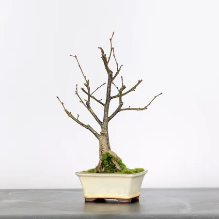 BONSAI TILLEUL "TILIA" 2-2