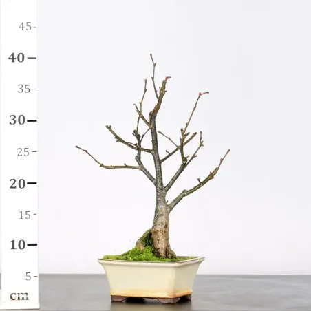 image supplémentaire - BONSAI TILLEUL "TILIA" 2-2