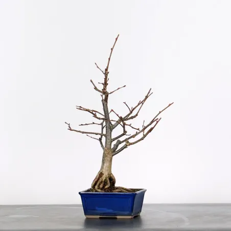 BONSAI LINDEN "TILIA" 2-3